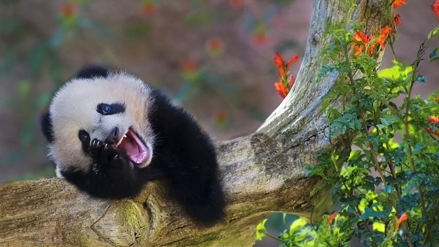 大熊猫宝宝惊喜的笑容