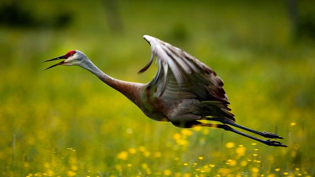 Sandhill Crane during summer around Thessalon, Ont.