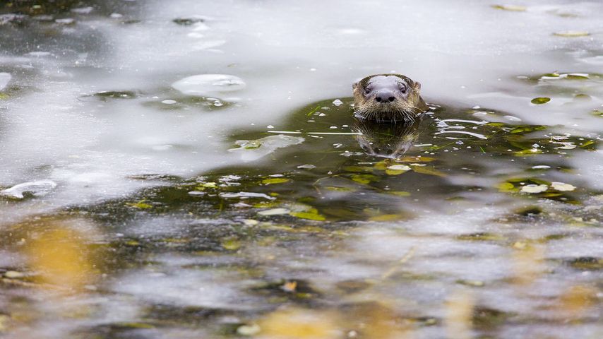 An otter peeks out from a hole in the ice in Riding Mountain National Park, Manitoba, Canada