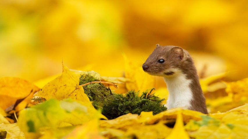 A weasel looking out of yellow leaves in autumn 