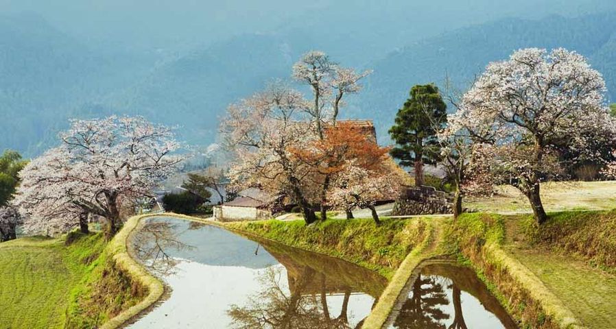 ｢三多気の桜｣三重県, 津市