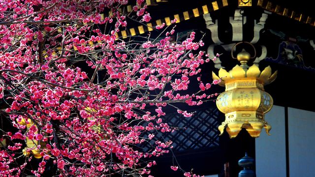 「北野天満宮の梅」京都, 上京区