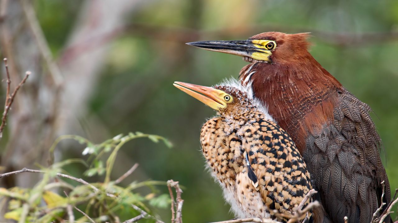 Garça-tigre-ruiva (Tigrisoma lineatum) adulta e filhote no ninho, Mato Grosso, Pantanal