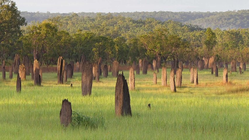 Termite mounds in Litchfield National Park, Northern Territory, Australia