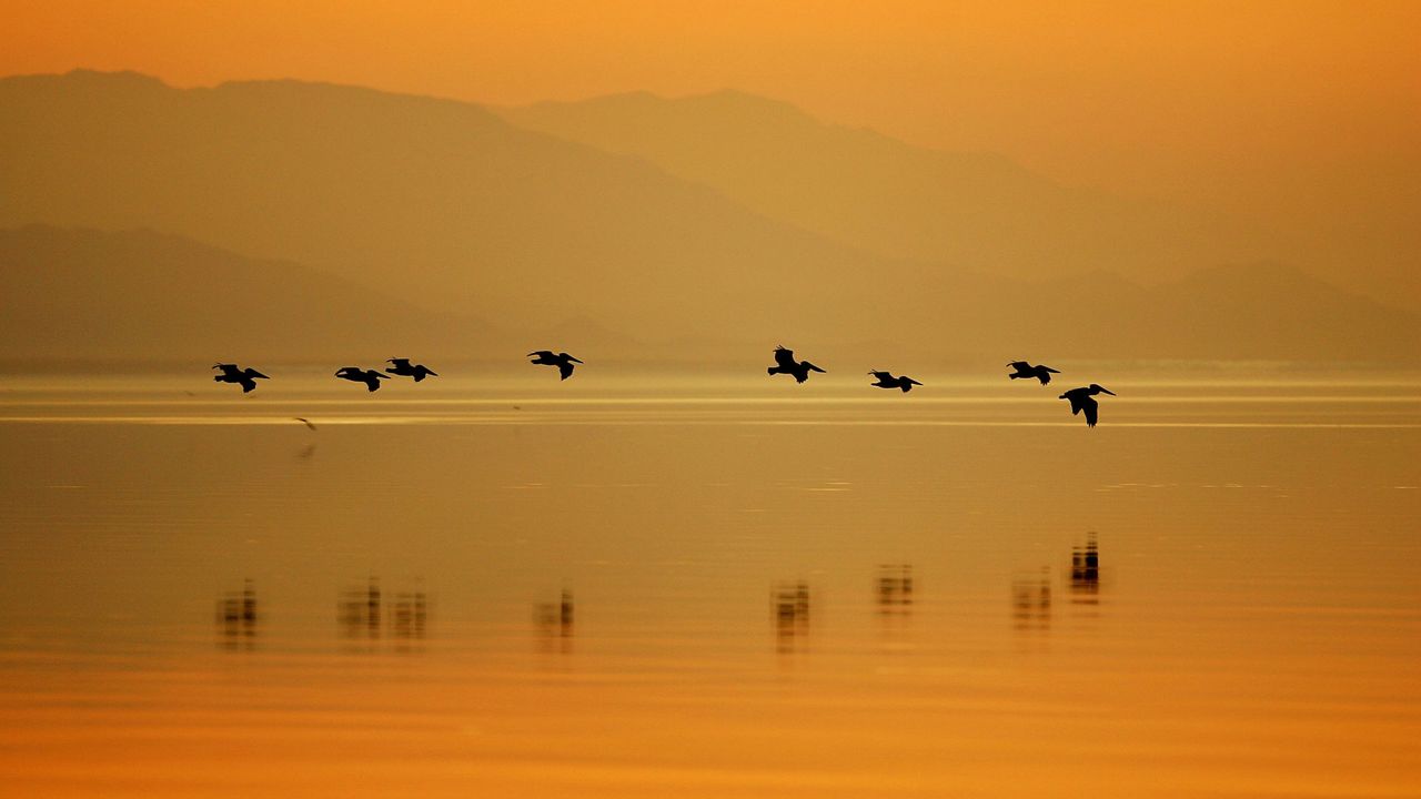 Pelikane im Sonny Bono Salton Sea National Wildlife Refuge, Kalifornien