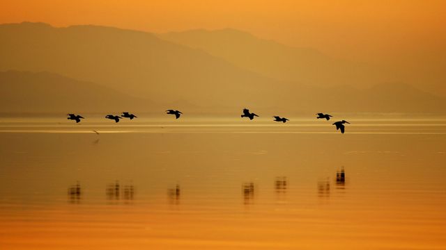 Pelikane im Sonny Bono Salton Sea National Wildlife Refuge, Kalifornien