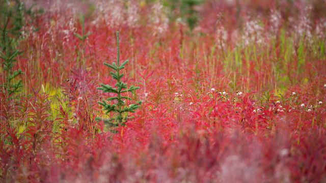 Autumn colours in Kluane National Park and Reserve, Yukon