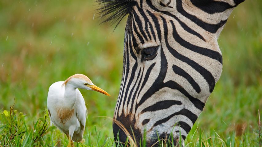 Una zebra di pianura e un airone guardabuoi nella Riserva naturale di Rietvlei in Sud Africa