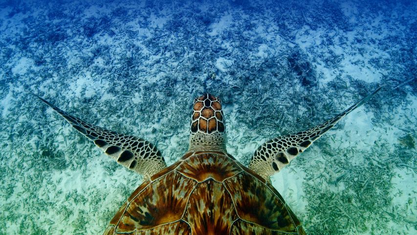 Hawksbill sea turtle swims near Akajima, Okinawa, Japan
