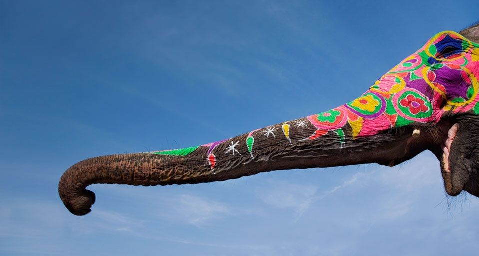 Painted elephant's trunk in Jaipur, India