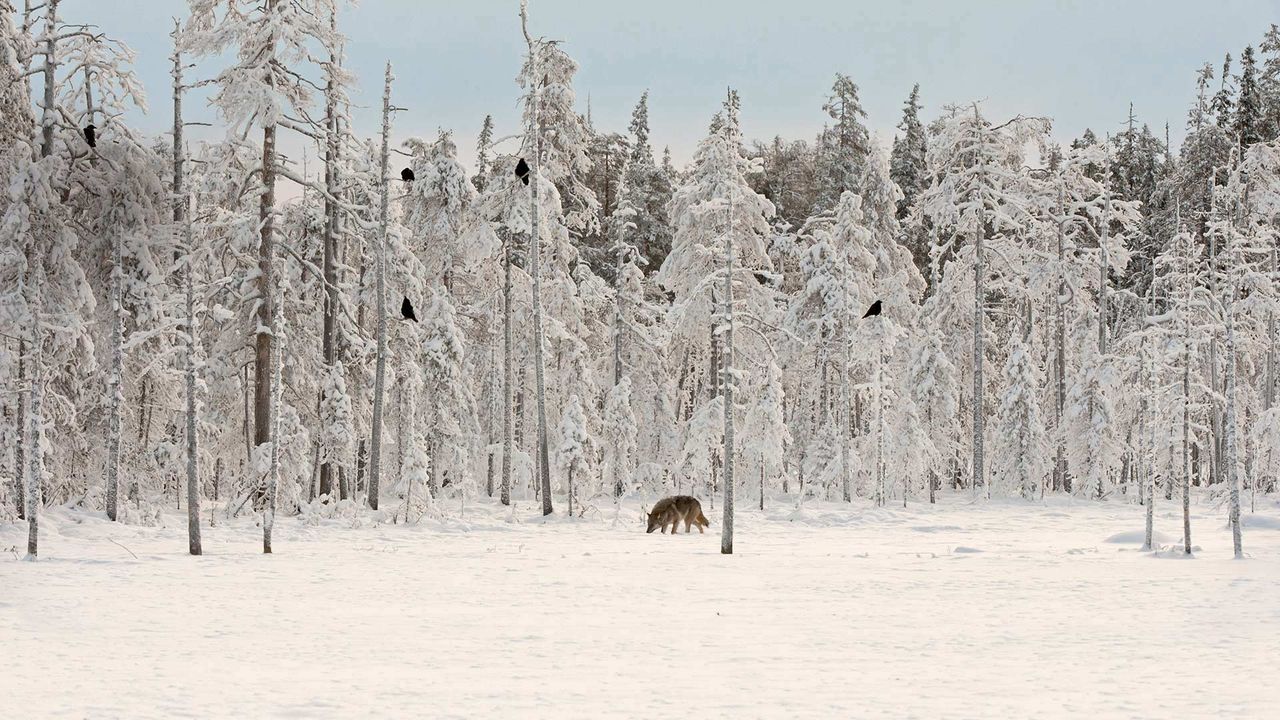 Grey wolf with flock of ravens in Finland
