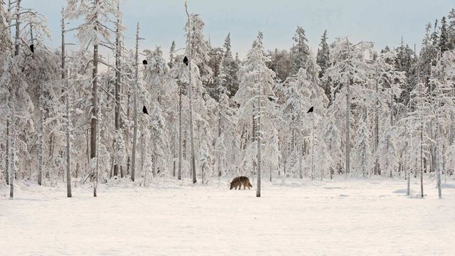 Gray wolf with flock of ravens in Finland