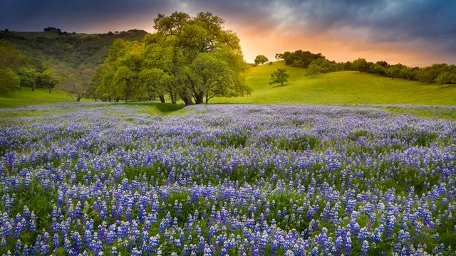 Blühende Lupinen, Nordkalifornien, USA