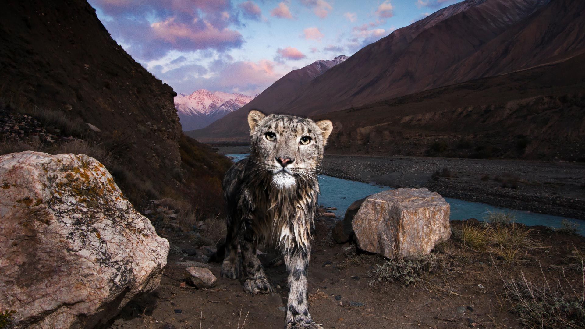 Snow Leopard In The Tian Shan Kyrgyzstan Bing Gallery