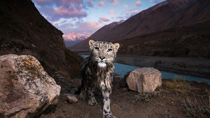 天山的雪豹，吉尔吉斯斯坦 