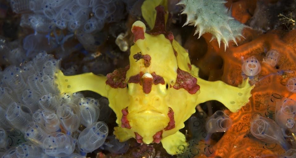 A frogfish off the coast of Apo Island, Negros, Philippines