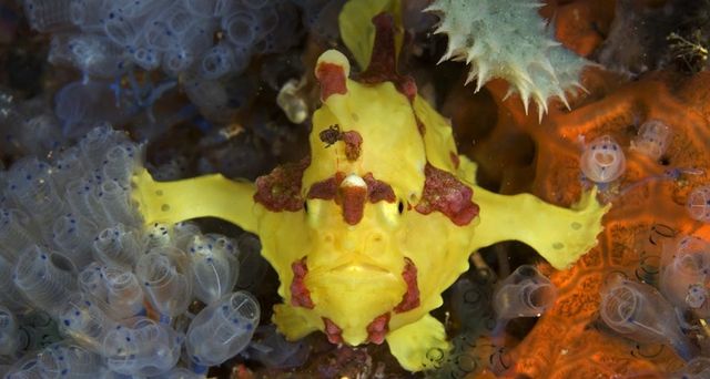 A frogfish off the coast of Apo Island, Negros, Philippines