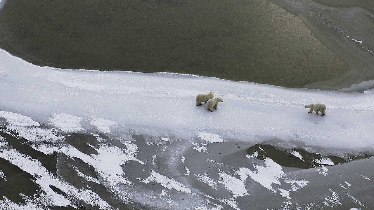 Maman ours blanc avec ses petits, baie d’Hudson, Canada