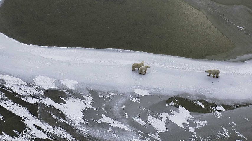 Polar bear mother and cubs, Ursus maritimus, in the frozen Hudson Bay, Canada