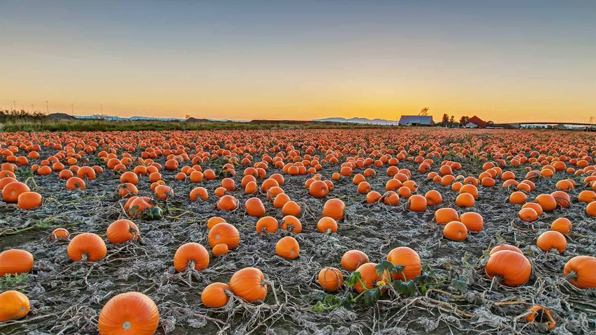 A pumpkin patch in British Columbia, Canada
