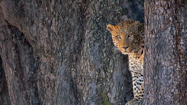 Male leopard in Linyanti Wildlife Reserve, Botswana