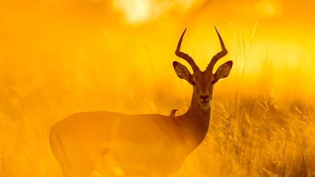 Impala dans la réserve de Moremi, Botswana