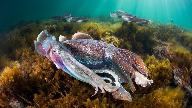 Group of giant cuttlefish in Spencer Gulf, off Whyalla, South Australia