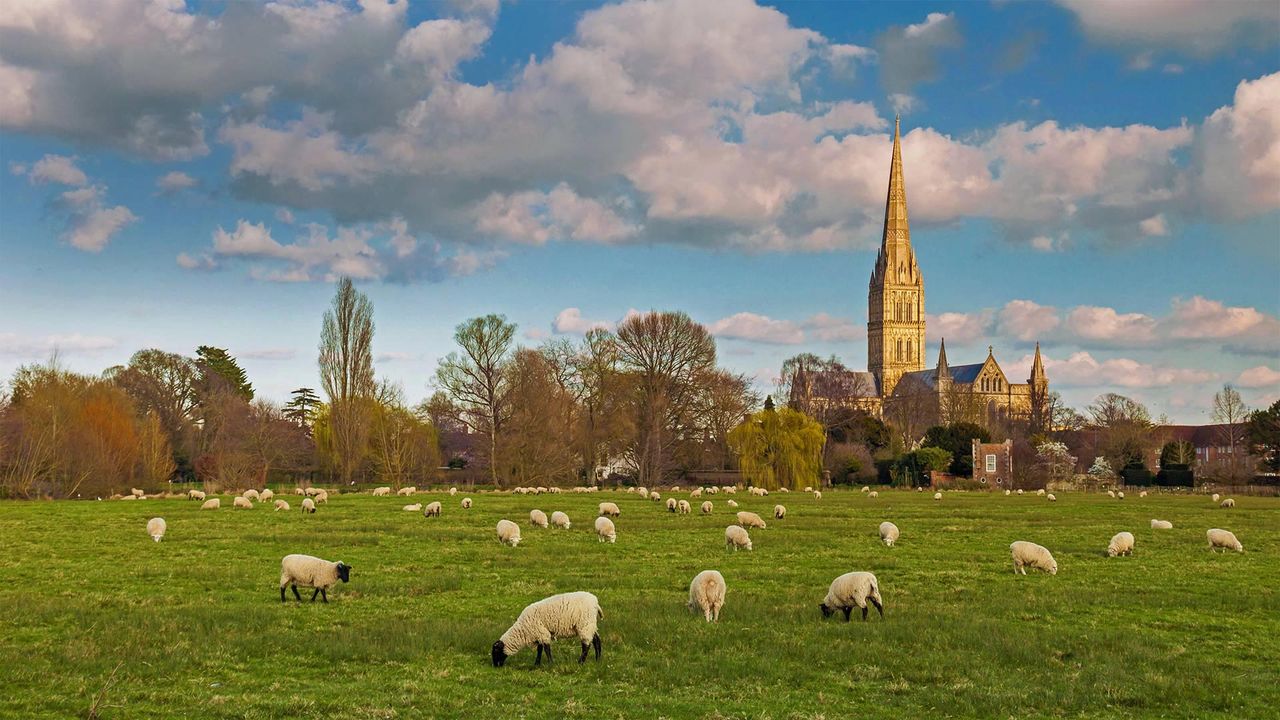 Salisbury Cathedral with grazing flock of sheep, England