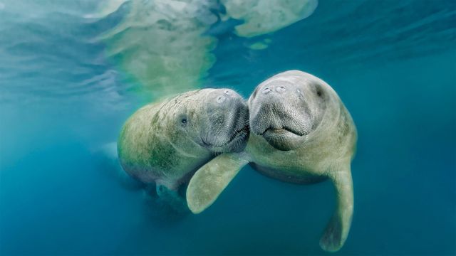 Karibik-Manatis, Three Sisters Springs, Crystal River National Wildlife Refuge, Florida, USA