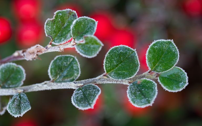 Frosty Art Windows 10 Theme