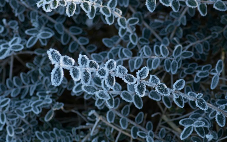 Frosty Art Windows 10 Theme