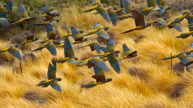 Burrowing parrots in Las Lajas, Argentina
