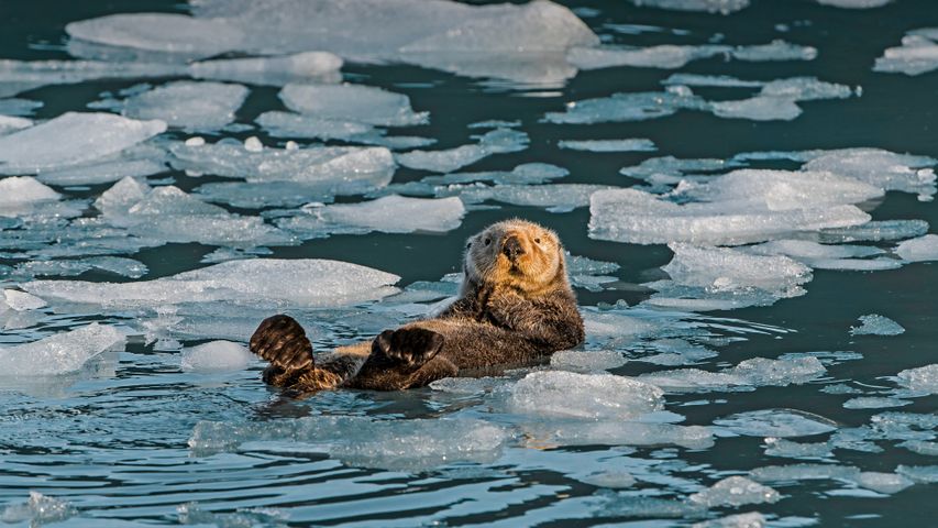 Sea otter, Prince William Sound, Alaska, USA - Bing Gallery