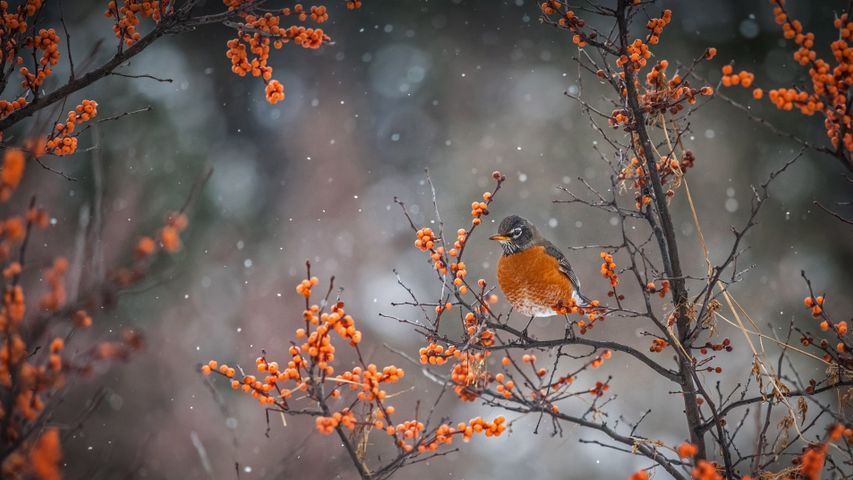 American robin perched on a branch in Canada
