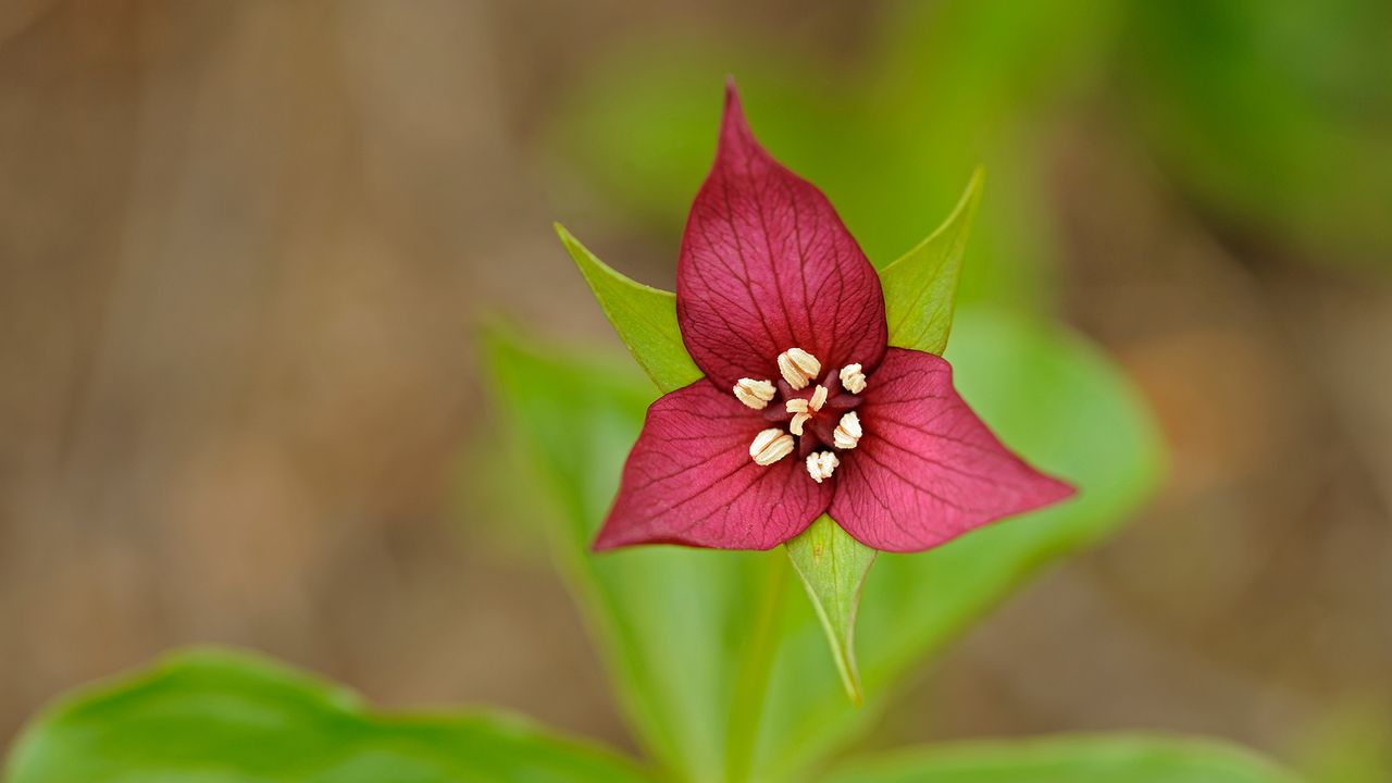 A close-up of the red trillium flower in Algonquin Provincial Park, Ont.