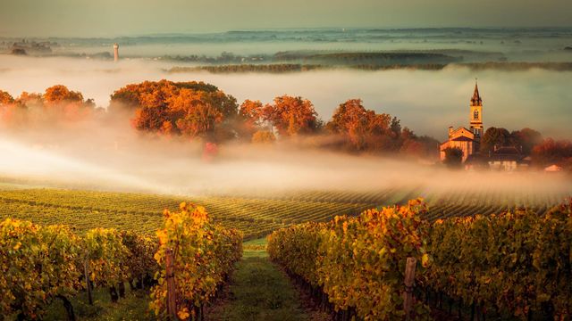 Coucher de soleil sur un vignoble bordelais