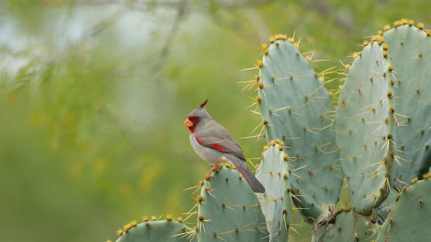 Una femmina di pyrrhuloxia in posa su una pianta di cactus spinoso in Texas, USA