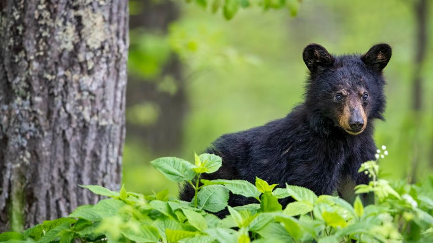 American black bear cub in spring, Shenandoah National Park, Virginia, USA