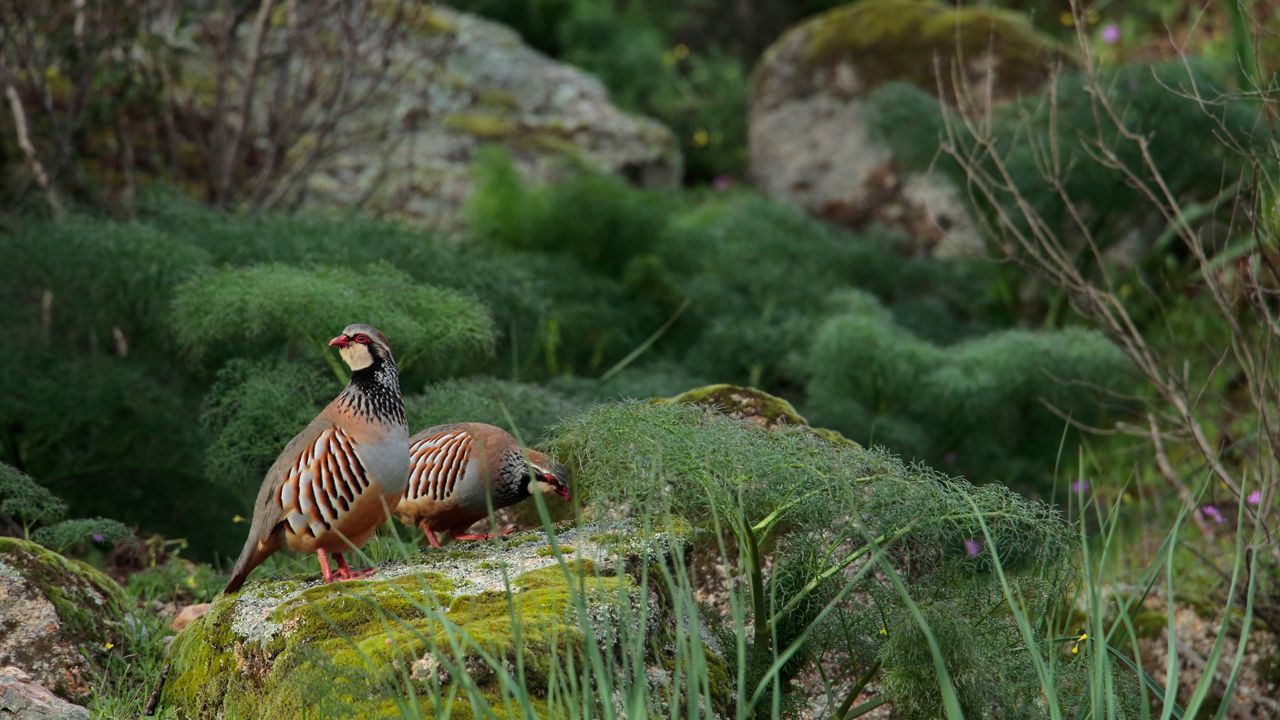 Dos perdices rojas en su hábitat, Parque Natura Sierra de Andujar, España,