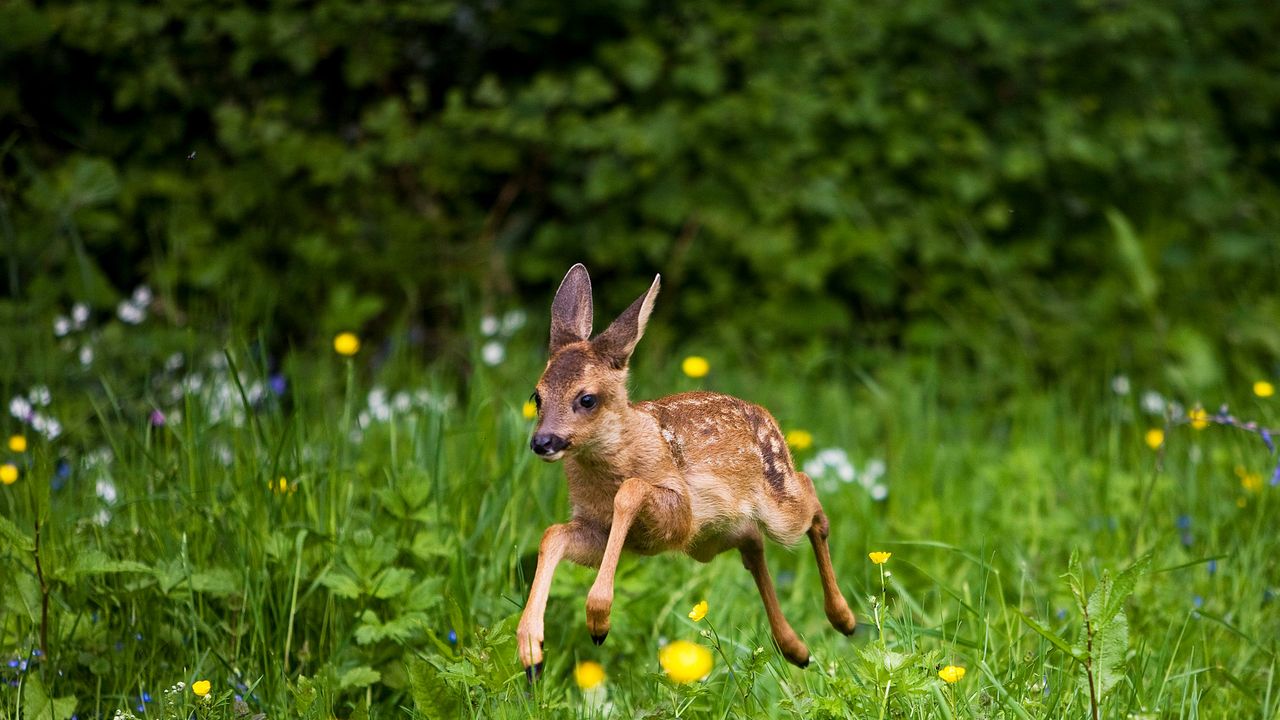 Faon chevreuil, Normandie - Bing Gallery · Peapix, image size:1280x720