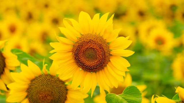 Blühende Sonnenblumen auf einem Feld im Sommer
