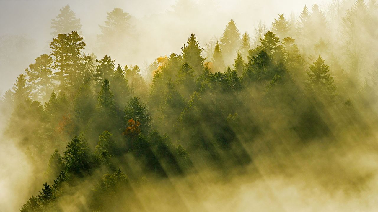Rayons de soleils s’infiltrant à travers les nuages flottant au-dessus d’une forêt de conifères, Massif des Vosges
