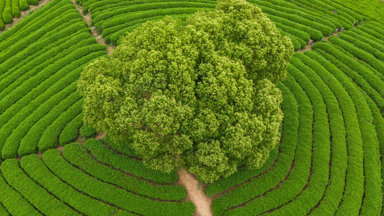 Longjing rings