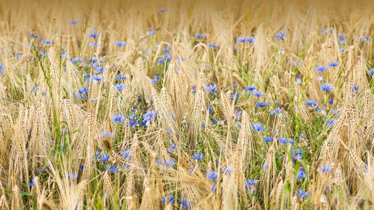 Barley and cornflowers, Nordhausen, Germany