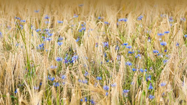 Barley and cornflowers, Nordhausen, Germany