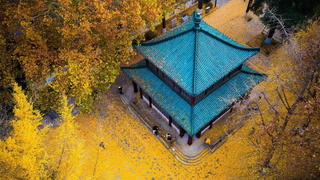 玄武湖公园的金色银杏叶,中国南京