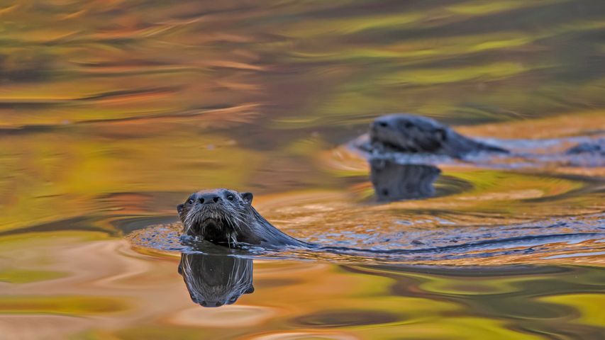 North American river otters swimming in Acadia National Park, Maine