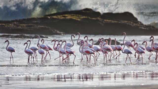 Flamencos, Lüderitz, Namibia