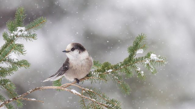 Gray Jay (Perisoreus canadensis) resting on a branch at Algonquin Provincial Park, Ont.