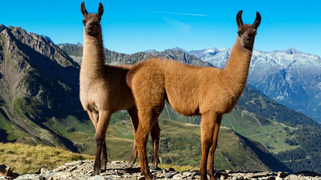 Llama lookout